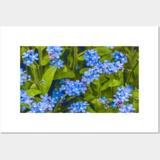 Forget-me-not, blue, tender flowers Posters and Art